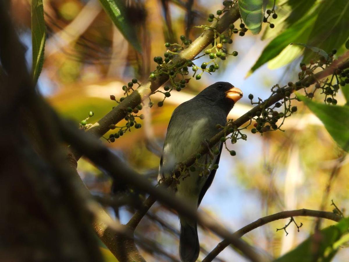 The Valley Tayrona Hostel- A Social Jungle
