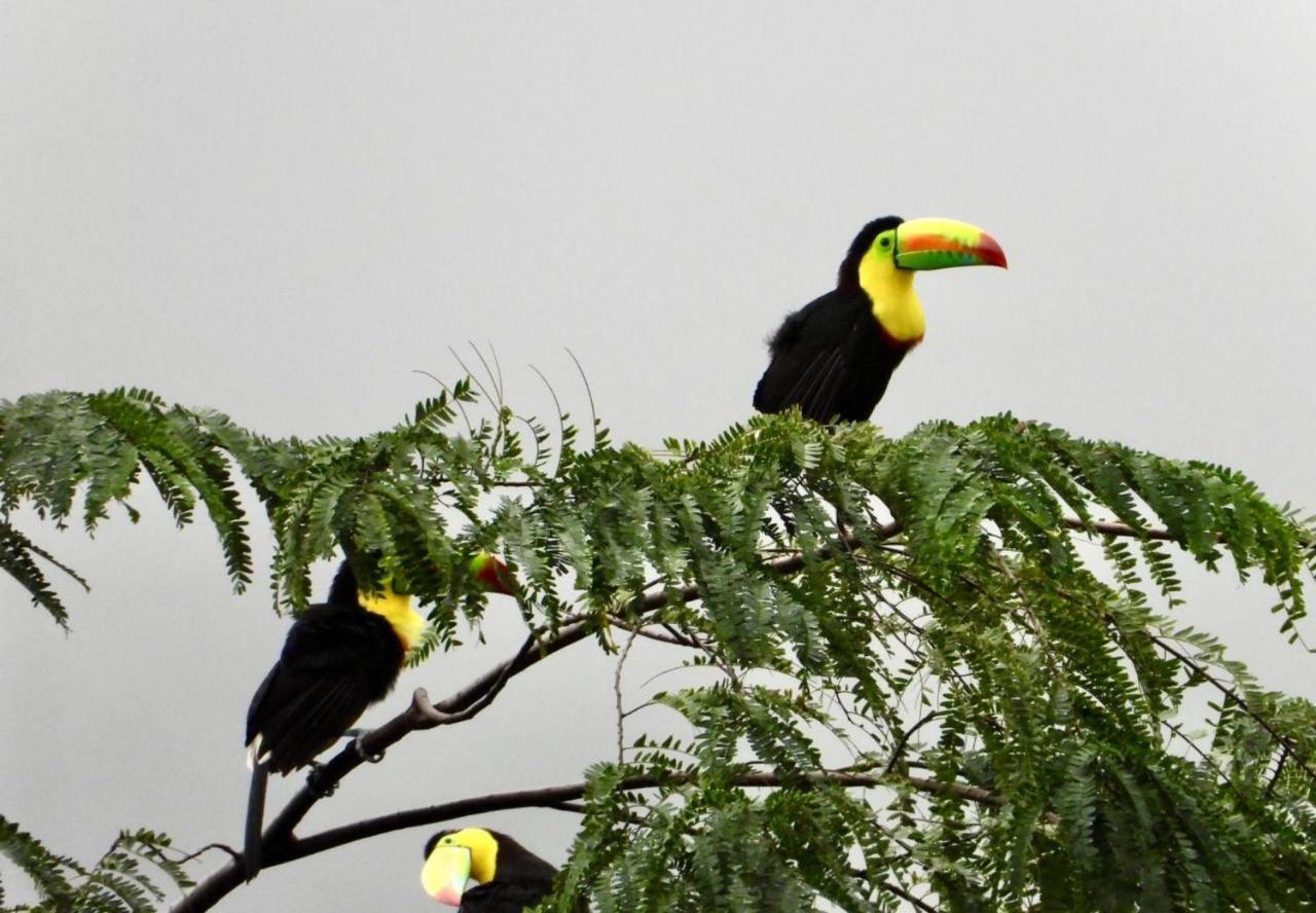 The Valley Tayrona Hostel- A Social Jungle *