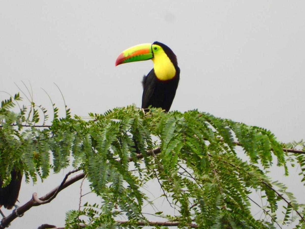 The Valley Tayrona Hostel- A Social Jungle * El Zaino