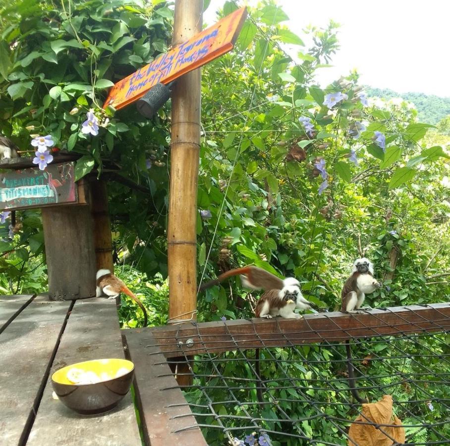 The Valley Tayrona Hostel- A Social Jungle El Zaino