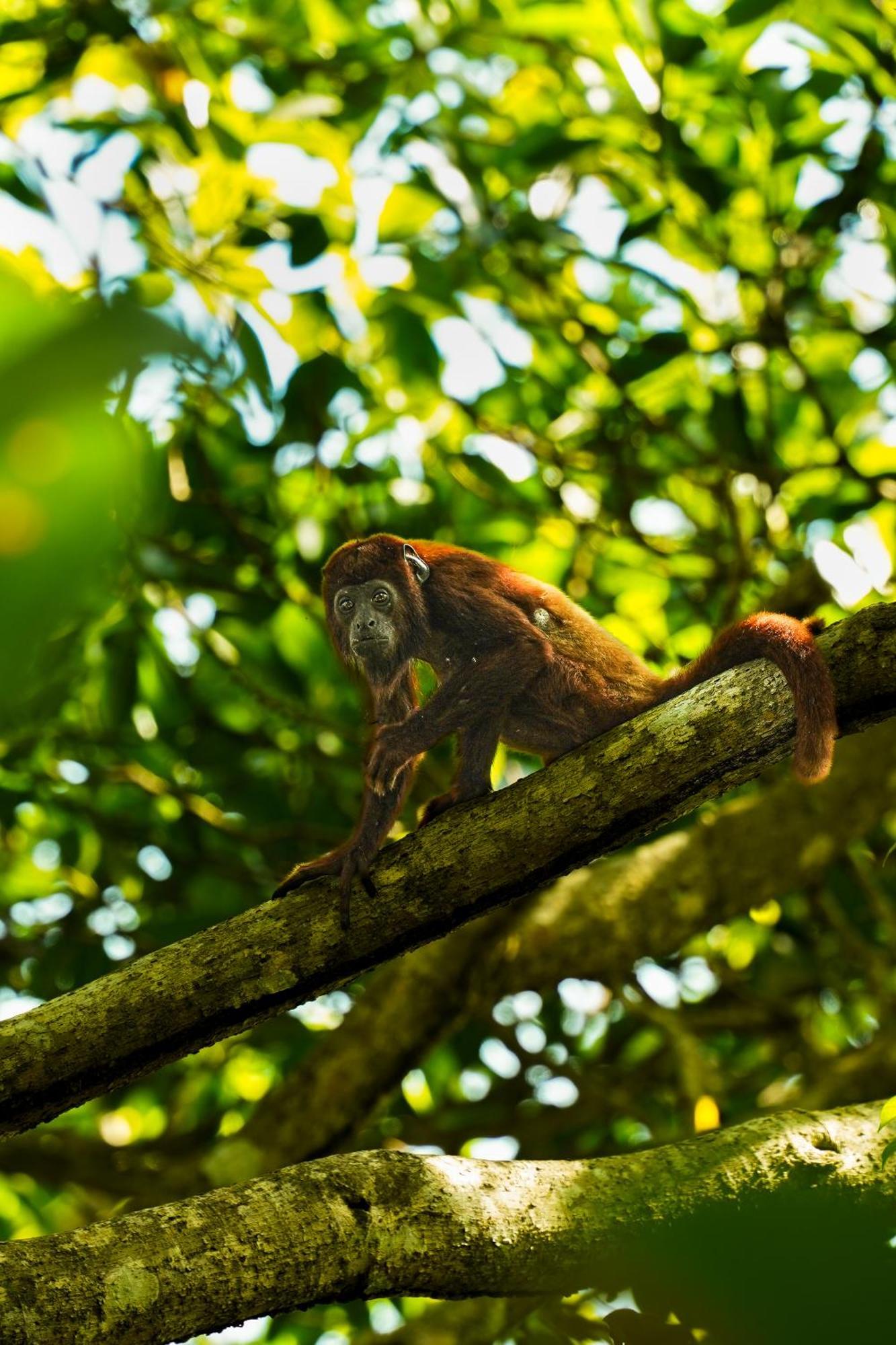 The Valley Tayrona -a Unique Nature Experience * El Zaino